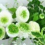 春の花
