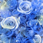薔薇